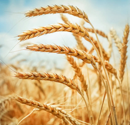 ДРУГИЕ ПРОДУКТЫ ПИТАНИЯ